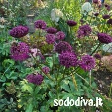 Astrancija didžioji ‘RUBY CLOUD‘