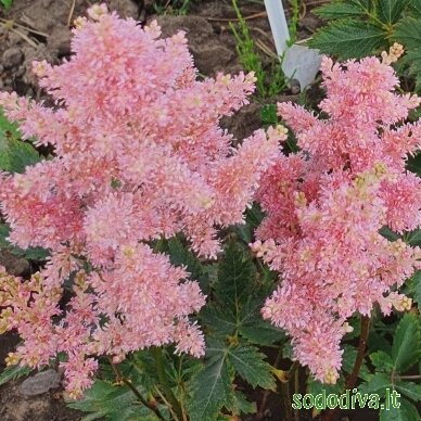 Astilbė japoninė 'PEACH BLOSSOM' 2