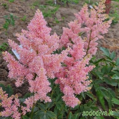 Astilbė japoninė 'PEACH BLOSSOM'