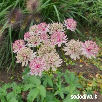 Astrancija didžioji ‘PINK SENSATION‘