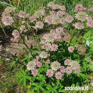 Astrancija didžioji ‘PINK SENSATION‘ 2