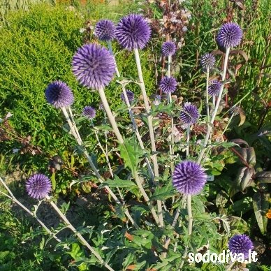 Bandrenis 'WEITCH‘S BLUE'