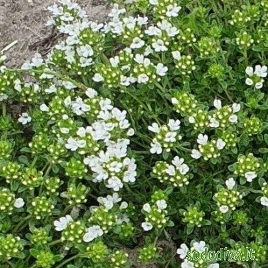 Čiobrelis 'ALBIFLORUS'