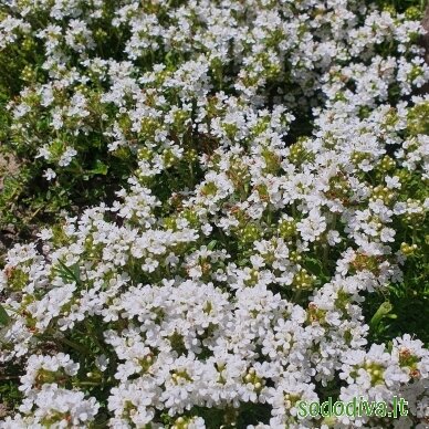 Čiobrelis 'ALBIFLORUS' 3