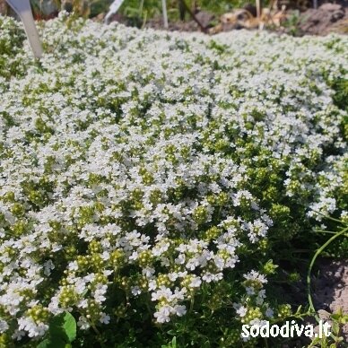 Čiobrelis 'ALBIFLORUS' 1