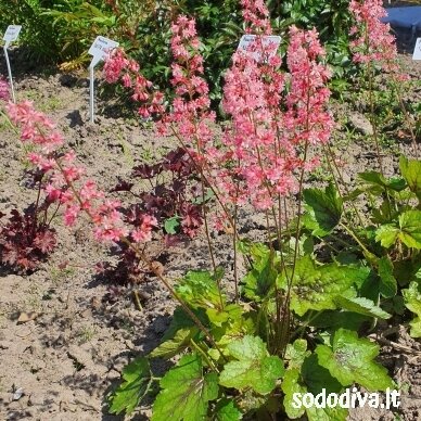 Heucherelė 'PINK REVOLUTION' 1