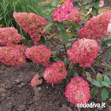 Hortenzija šluotelinė 'SUNDEA FRAISE' 1