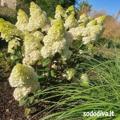 Hortenzija šluotelinė 'SUNDEA FRAISE' 8