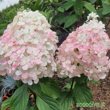 Hortenzija šluotelinė 'VANILLE FRAISE'