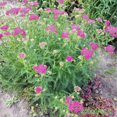 Kraujažolė paprastoji 'CERISE QUEEN' 1