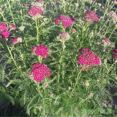 Kraujažolė paprastoji 'CERISE QUEEN' 2