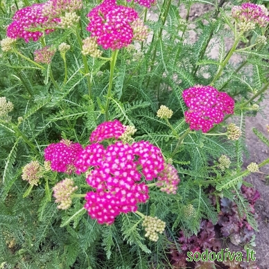 Kraujažolė paprastoji 'CERISE QUEEN'