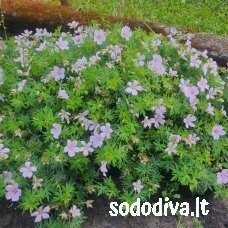 Snaputis raudonžiedis 'PINK POUFFE'