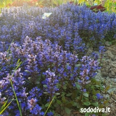 Vaisgina šliaužiančioji 'MINI MAHOGANY' 4